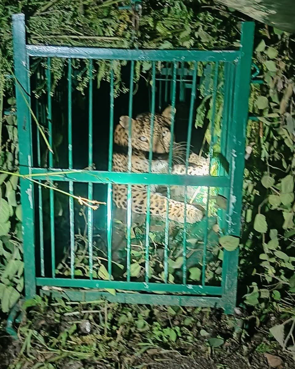 अल्मोड़ा: दहशत का कारण बना गुलदार आखिरकार पिंजरे में कैद, ग्रामीणों ने ली राहत की सांस