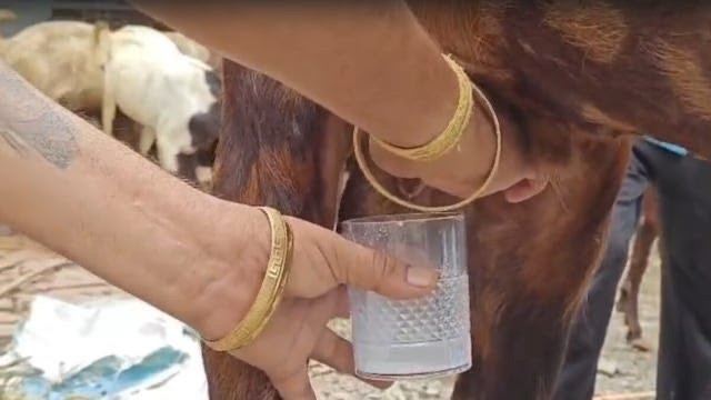 उत्तराखण्ड में अनोखा मामला: 2 साल का बकरा दे रहा दूध