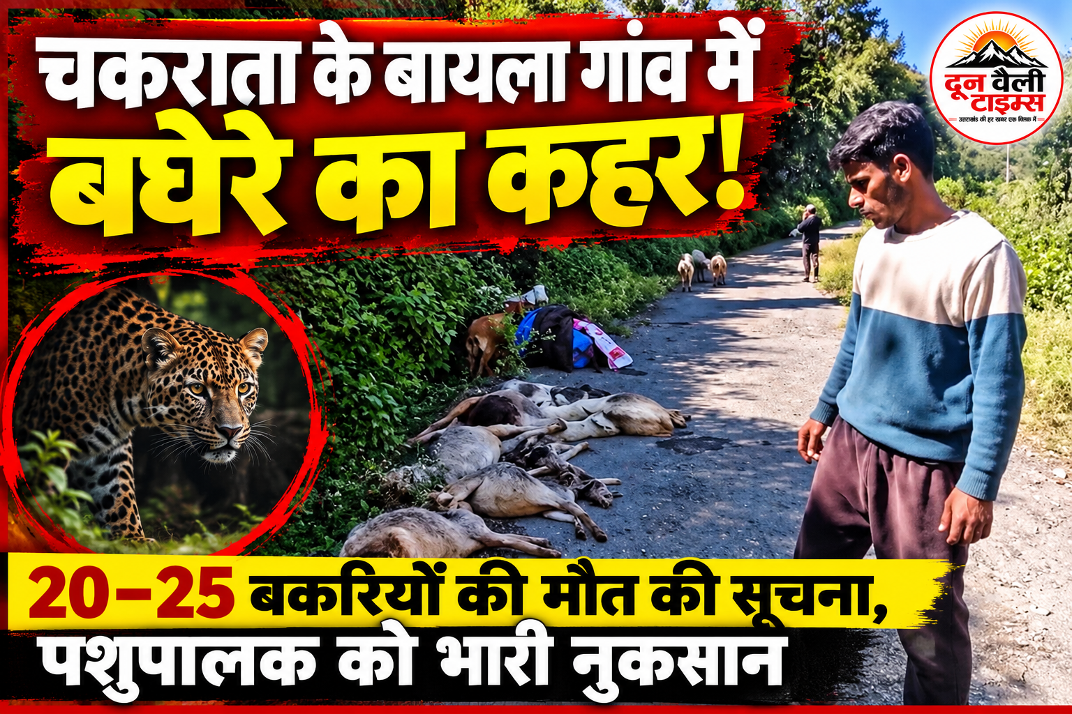 चकराता के बायला गांव में बघेरे का कहर! 20–25 बकरियों की मौत की सूचना, पशुपालक को भारी नुकसान